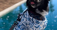 Osita joined the competition — help win amazing prizes! animal, black_dog, blurred_background, building, clothing, concrete, cute, daytime, dog, dress, leash, outdoor, pet, playful, pool, sitting, sunny, tongue_out, tree, water