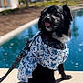 Osita joined the competition — help win amazing prizes! animal, black_dog, blurred_background, building, clothing, concrete, cute, daytime, dog, dress, leash, outdoor, pet, playful, pool, sitting, sunny, tongue_out, tree, water