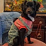 animal, aquarium, black_dog, blanket, cabinet, chair, clothing, cute, denim_jacket, dog, fish_tank, furniture, goldfish, home, indoor, overalls, pet, sitting, small_dog, striped_shirt