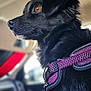 animal_portrait, black_dog, brown_eye, candid, canine, car_interior, close_up, dog, domestic_animal, furry, indoor, looking_away, pet, pet_accessory, purple_harness, seat, shiny_coat, side_view, sunlight, window