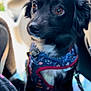 Osita is registered to the contest to win money with this photo: animal, animal_portrait, attentive, black_dog, blurred_background, car_seat, close_up, companion, cute, cute_pet, dog, expressive_eyes, fur, harness, indoor, leash, pet, sitting, small_dog, travel