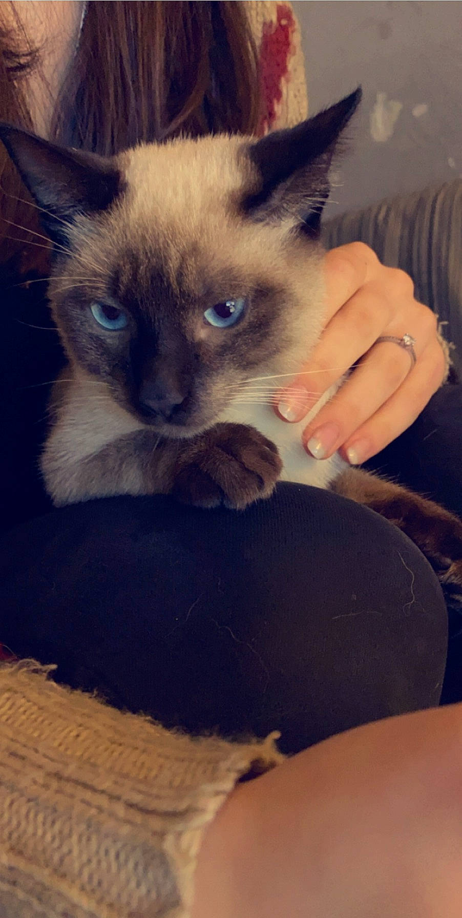 Bounthy participe au concours pour gagner de l'argent avec cette photo : asian, balinese, birman, burmese, carnivore, cat, colorpoint_shorthair, eye, felidae, german_rex, javanese, kitten, mammal, ojos_azules, siamese, small_to_medium_sized_cats, thai, tonkinese, vertebrate, whiskers