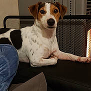 Tango participe au concours pour gagner de l'argent avec cette photo : carnivoran, companion_dog, danish_swedish_farmdog, dog, dog_breed, dog_like_mammal, jack_russell_terrier, parson_russell_terrier, russell_terrier, snout