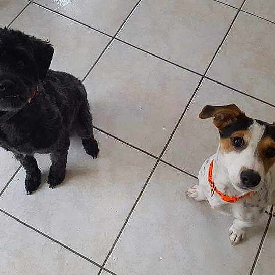 Tango