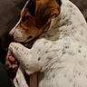 Tango participe au concours pour gagner de l'argent avec cette photo : american_foxhound, carnivoran, danish_swedish_farmdog, dog, dog_breed, dog_breed_group, dog_like_mammal, ear, english_foxhound, fur, harrier, nose, paw, puppy, snout, treeing_walker_coonhound, whiskers