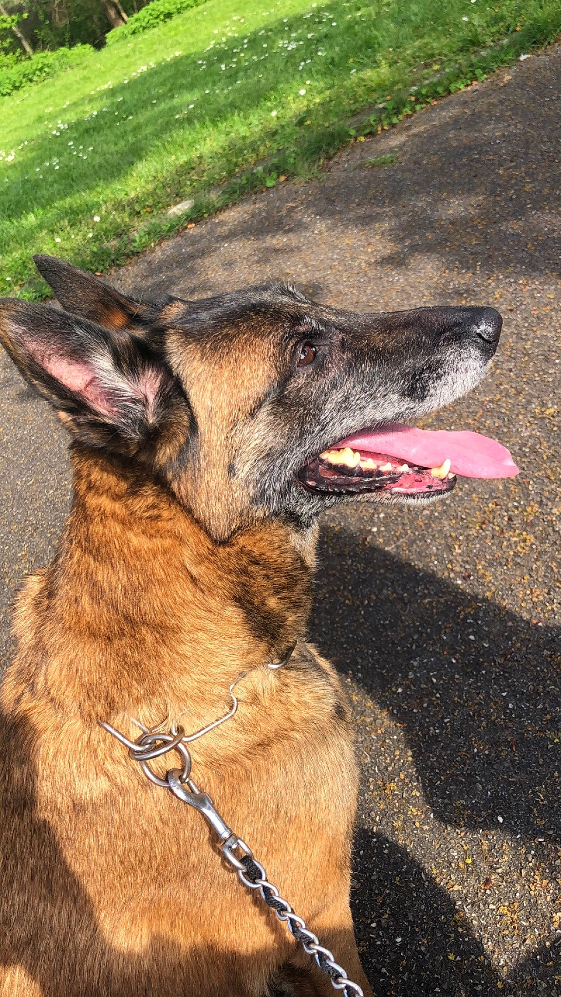 Luna a rejoint le concours — aidez-le/la à gagner de superbes lots ! biting, canidae, carnivore, collar, dog, dog_breed, east_european_shepherd, fawn, fur, grass, herbaceous_plant, king_shepherd, pet_supply, snout, sporting_group, terrestrial_animal, wildlife, working_animal, working_dog