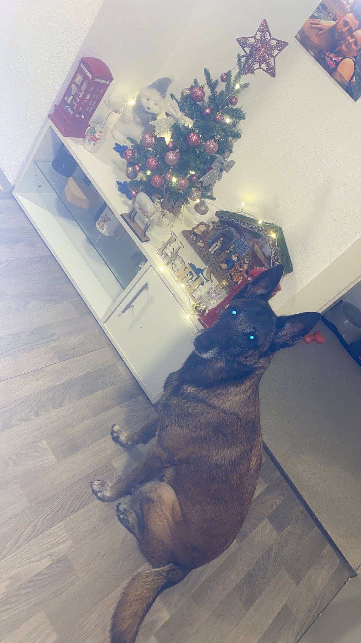 Luna participe au concours pour gagner de l'argent avec cette photo : carnivore, christmas, christmas_decoration, christmas_ornament, christmas_tree, companion_dog, dog, event, felidae, flooring, fur, hardwood, holiday, holiday_ornament, ornament, room, small_to_medium_sized_cats, tail, tree, wood