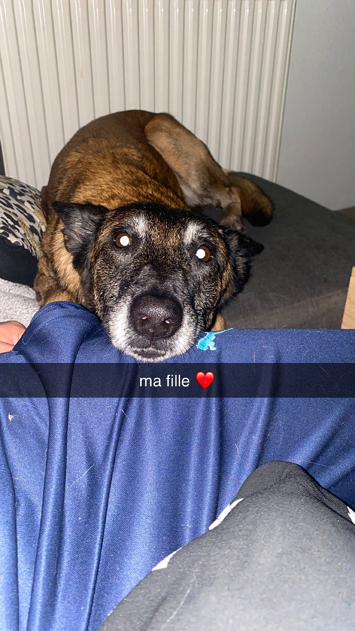 Luna a rejoint le concours — aidez-le/la à gagner de superbes lots ! canidae, carnivore, collar, comfort, companion_dog, dog, dog_breed, dog_supply, fawn, fur, grey, guard_dog, linens, puppy, snout, sporting_group, terrestrial_animal, toy_dog, whiskers, working_animal