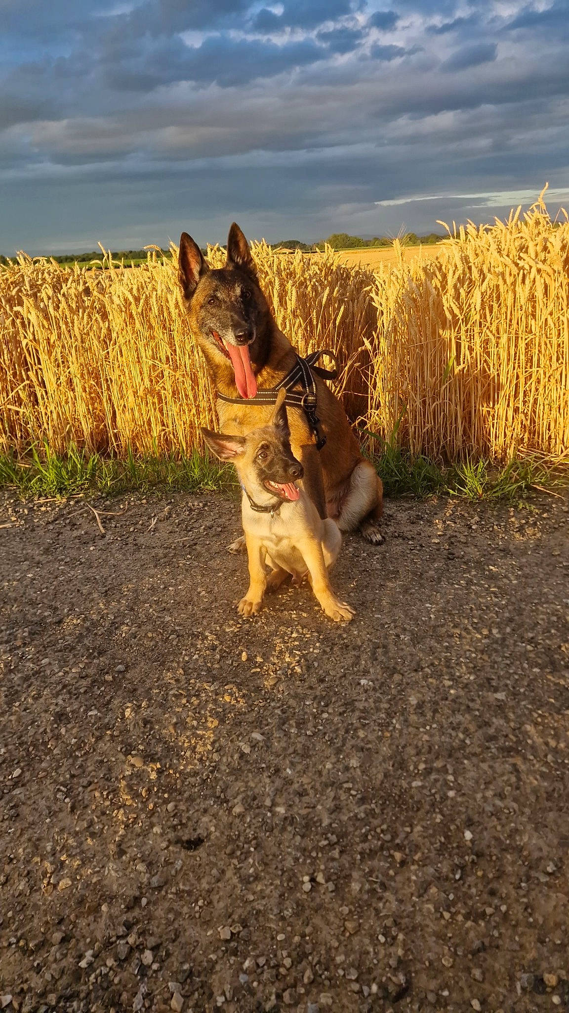 Luna participe au concours pour gagner de l'argent avec cette photo : canidae, carnivore, cloud, dog, dog_breed, fawn, felidae, grass, grassland, herding_dog, landscape, people_in_nature, plant, sky, soil, sporting_group, tail, terrestrial_animal, tree, wildlife