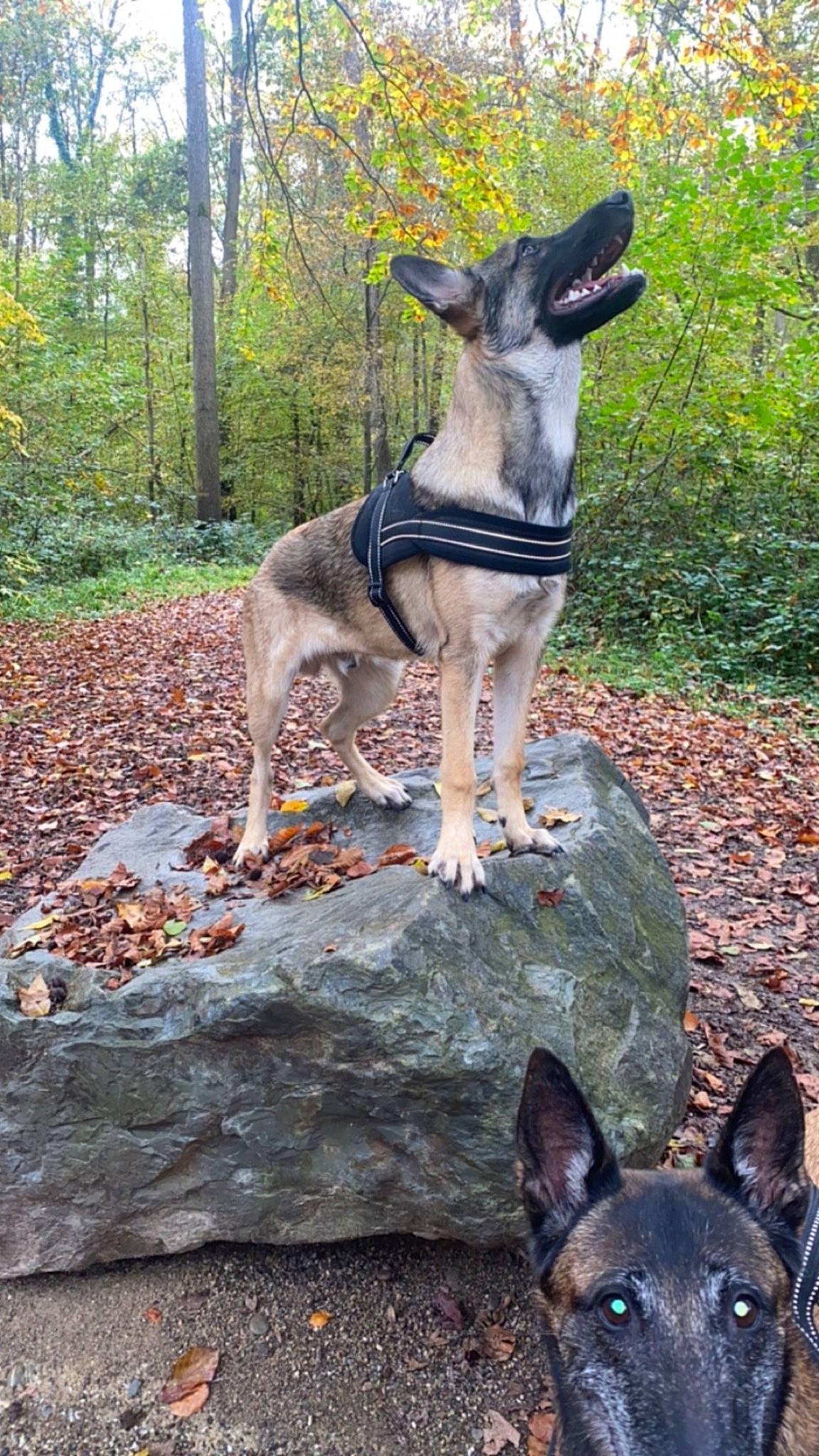 Simba participe au concours pour gagner de l'argent avec cette photo : art, canidae, carnivore, dog, dog_breed, east_european_shepherd, fawn, grass, king_shepherd, photograph, plant, rock, snout, soil, sporting_group, tail, terrestrial_animal, tree, wildlife, woodland