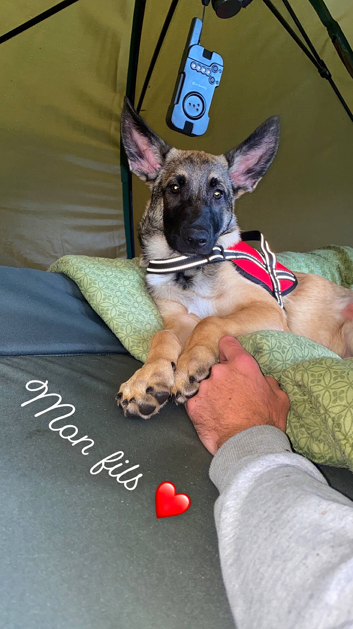 Simba participe au concours pour gagner de l'argent avec cette photo : canidae, carnivore, collar, comfort, companion_dog, dog, dog_breed, dog_clothes, dog_collar, dog_supply, fawn, foot, linens, paw, sitting, sporting_group, terrestrial_animal, toy_dog, whiskers, working_animal