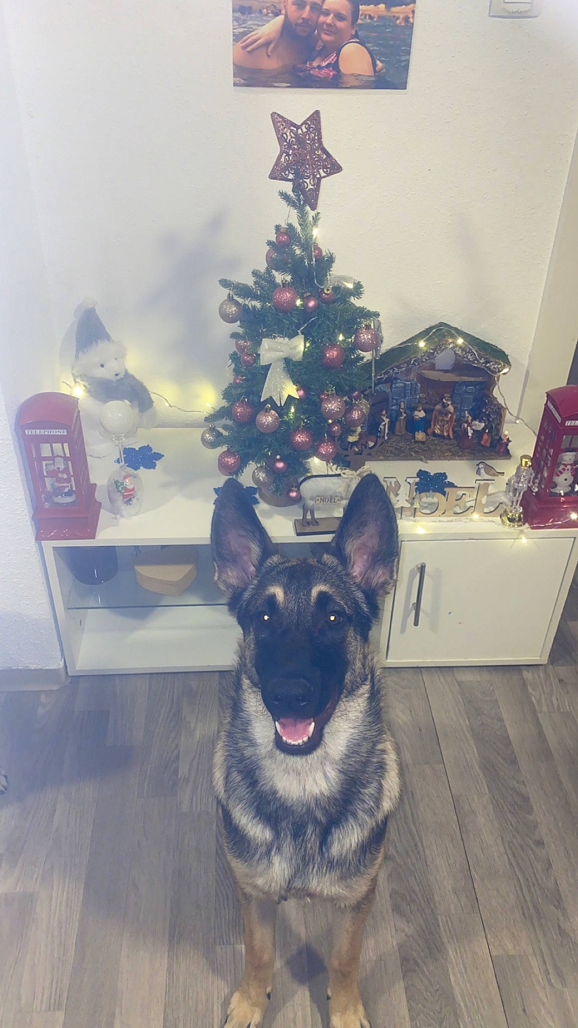 Simba participe au concours pour gagner de l'argent avec cette photo : carnivore, christmas, christmas_decoration, christmas_ornament, christmas_tree, companion_dog, dog, dog_breed, event, fawn, flooring, fur, german_shepherd_dog, holiday, holiday_ornament, ornament, room, tree, winter, wood