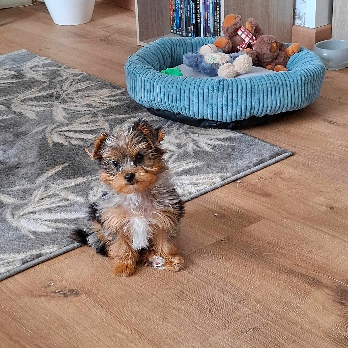 Cookie participe au concours pour gagner de l'argent avec cette photo : animal, black, books, brown, cozy, cute, decor, dog, fluffy, home, indoor, pet_bed, puppy, rug, shelf, sitting, small_dog, stuffed_toys, white, wooden_floor