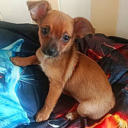 Pato participe au concours pour gagner de l'argent avec cette photo : puppy, dog, brown, small_dog, ears, blanket, colorful, cat_design, indoor, pet, cute, fur, young, animal, looking, sitting, curious, canine, soft, portrait