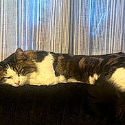 Kasha is registered to the contest to win money with this photo: animal, black_surface, brown_fur, calm, cat, closeup, cozy, domestic, feline, fluffy, indoor, long_hair, pet, relaxed, resting, sleepy, striped_curtains, tabby, white_fur, window