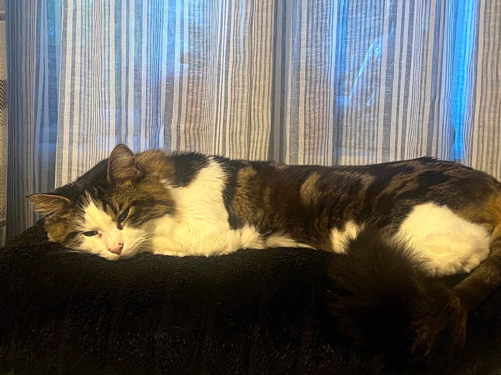 Kasha