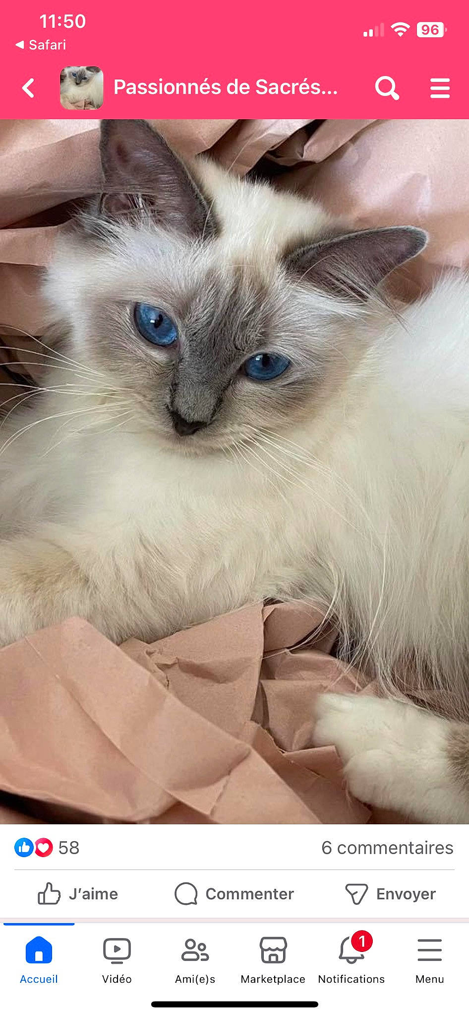 Sissi a rejoint le concours — aidez-le/la à gagner de superbes lots ! balinese, birman, carnivore, cat, fawn, felidae, fur, photography, ragdoll, small_to_medium_sized_cats, snout, terrestrial_animal, thai, whiskers, white