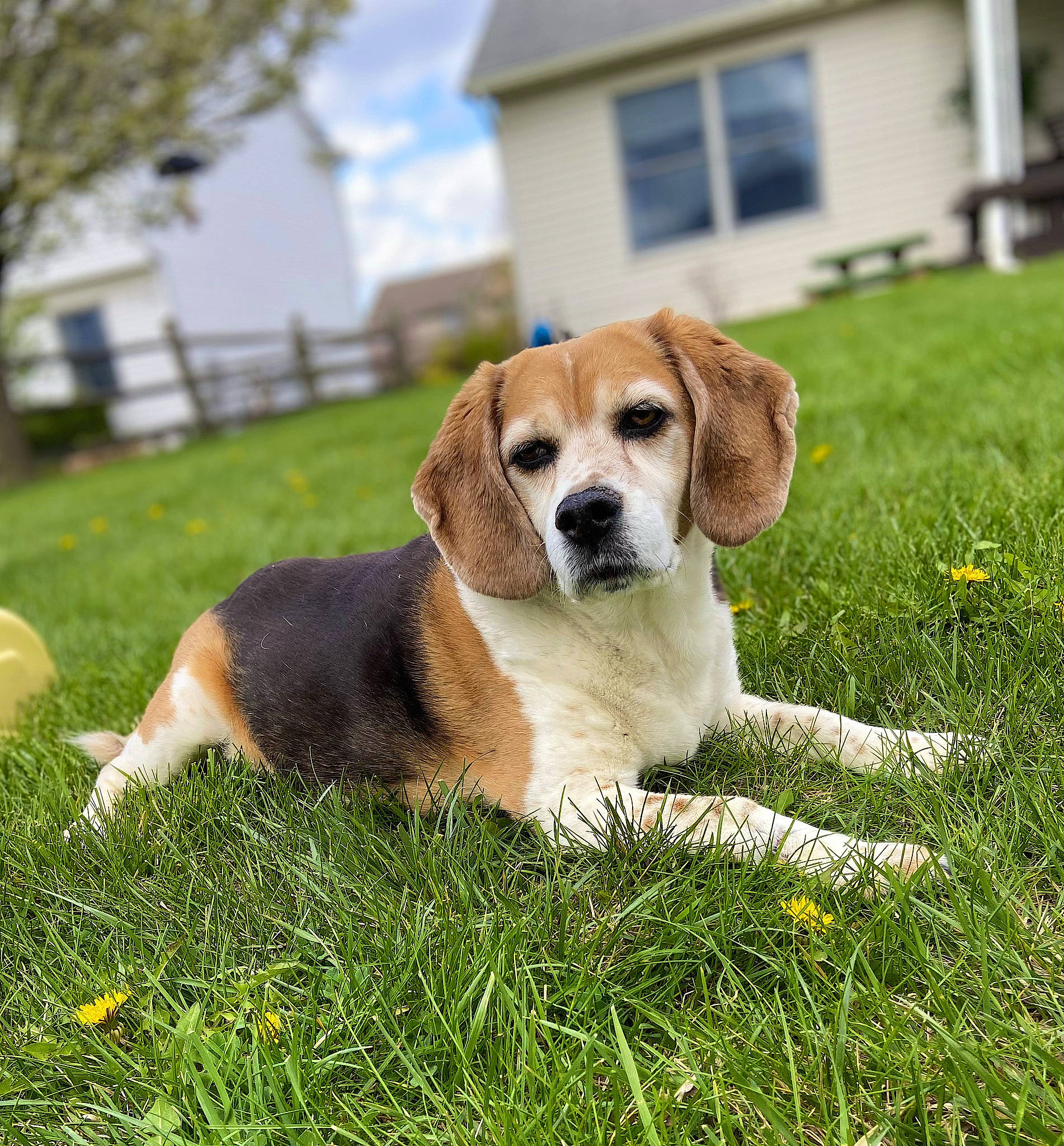 Alice joined the competition — help win amazing prizes! beagle, beagle_harrier, building, canidae, carnivore, collar, companion_dog, dog, dog_breed, fawn, grass, groundcover, hound, plant, puppy, sky, snout, sporting_group, tail, window