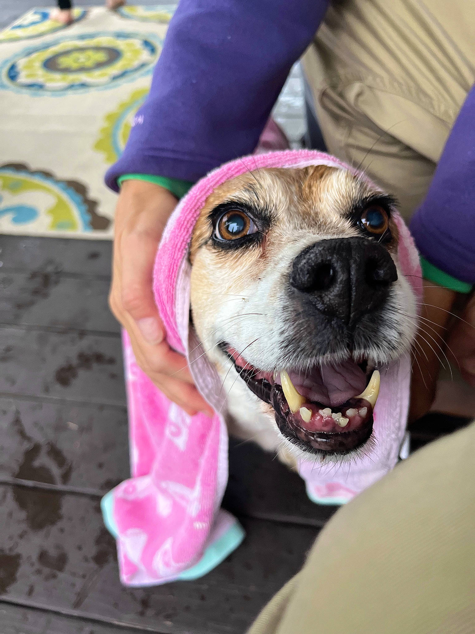 Alice joined the competition — help win amazing prizes! canidae, carnivore, collar, companion_dog, dog, dog_breed, dog_collar, fawn, fur, leash, mammal, non_sporting_group, puppy_love, selfie, snout, sporting_group, whiskers, working_animal