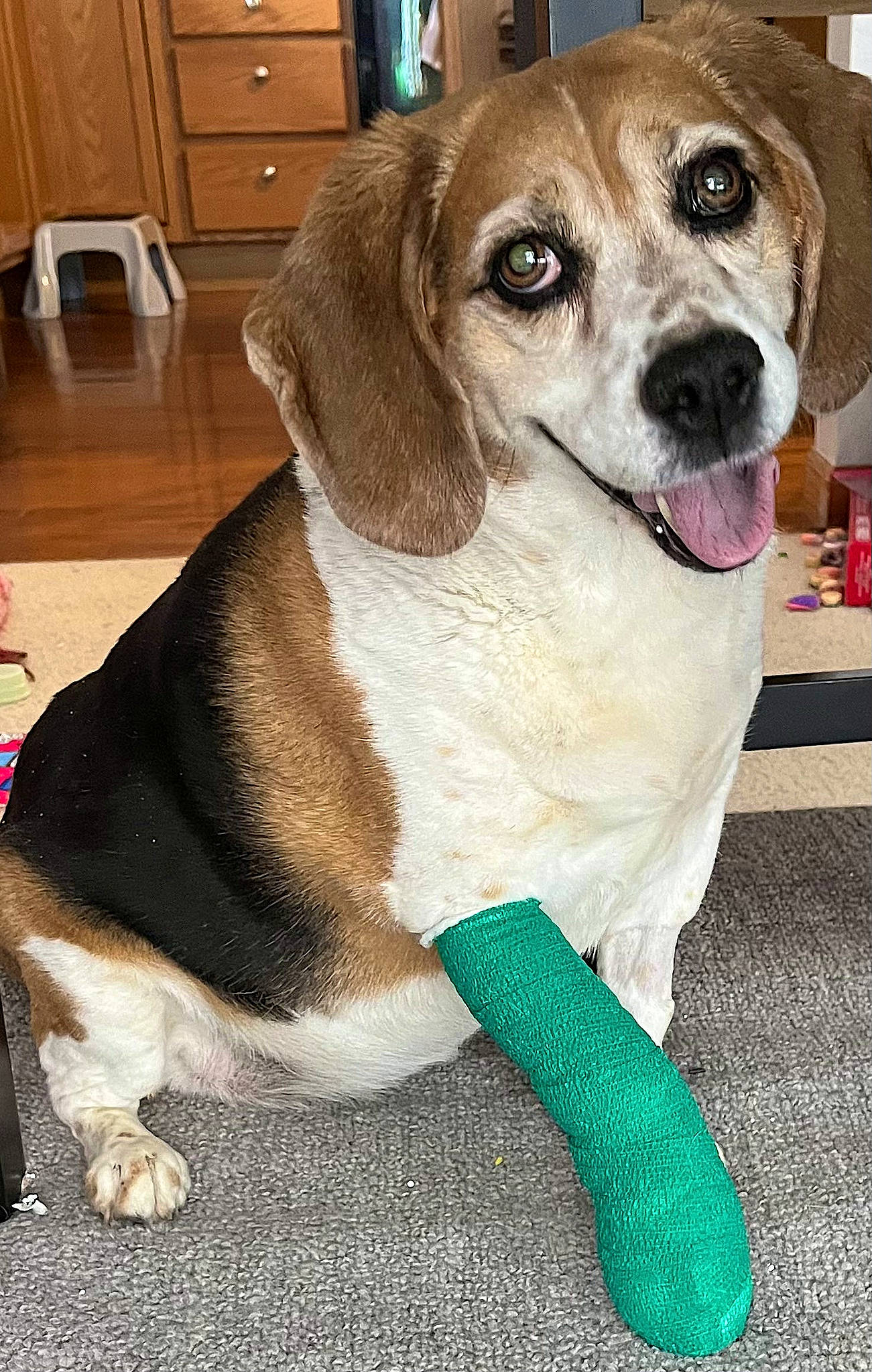 Alice is registered to the contest to win money with this photo: beaglier, cabinetry, canidae, carnivore, collar, companion_dog, cupboard, dog, dog_breed, drawer, fawn, flooring, hardwood, pet_supply, scent_hound, snout, sporting_group, wood, wood_stain, working_animal