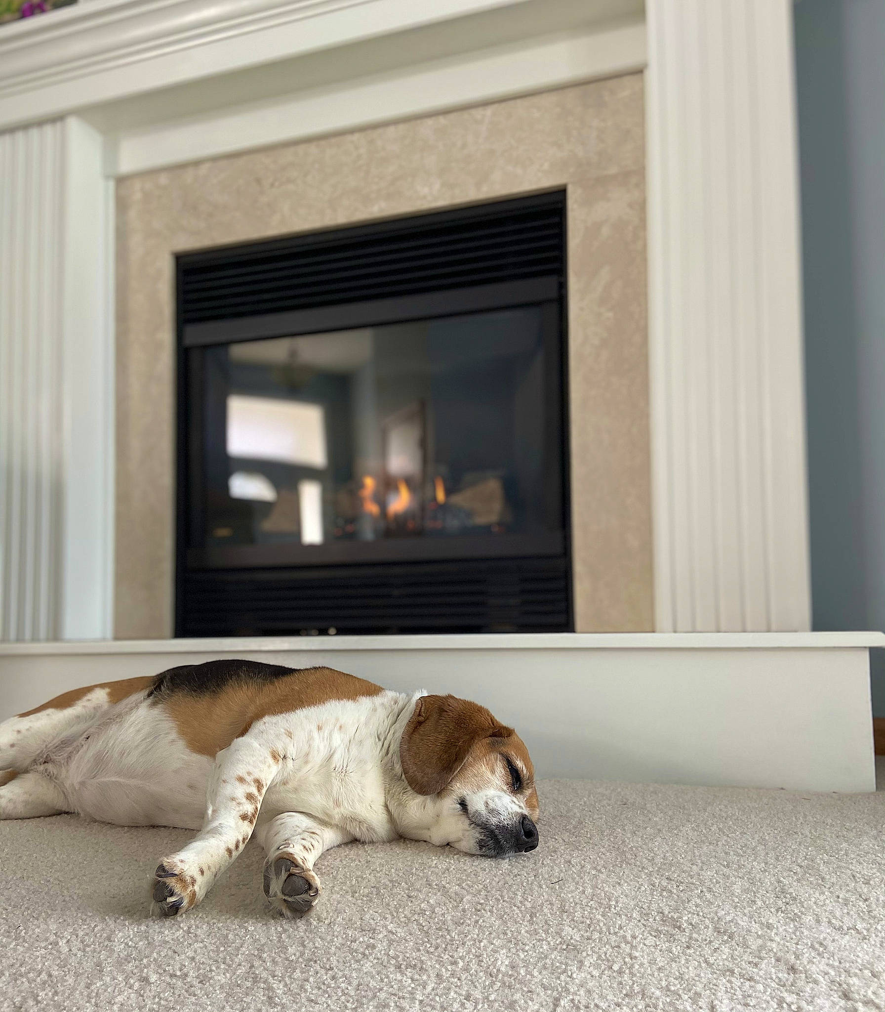 Alice joined the competition — help win amazing prizes! building, carnivore, carpet, comfort, companion_dog, dog, dog_breed, door, fawn, floor, flooring, hardwood, house, linens, living_room, rectangle, room, tail, window, wood