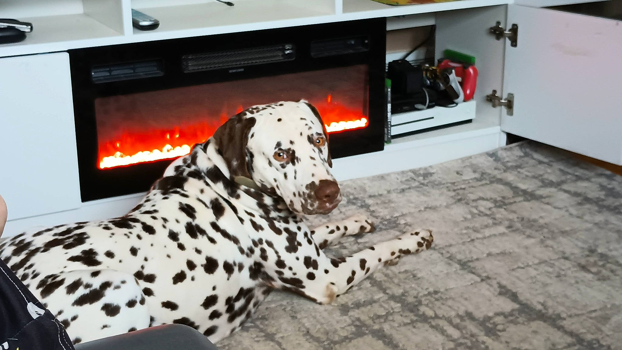 Bones is registered to the contest to win money with this photo: cabinetry, canidae, carnivore, companion_dog, couch, dalmatian, dog, dog_breed, dog_supply, fawn, floor, flooring, fur, home_appliance, kitchen_appliance, kitchen_stove, room, snout, sporting_group, working_dog