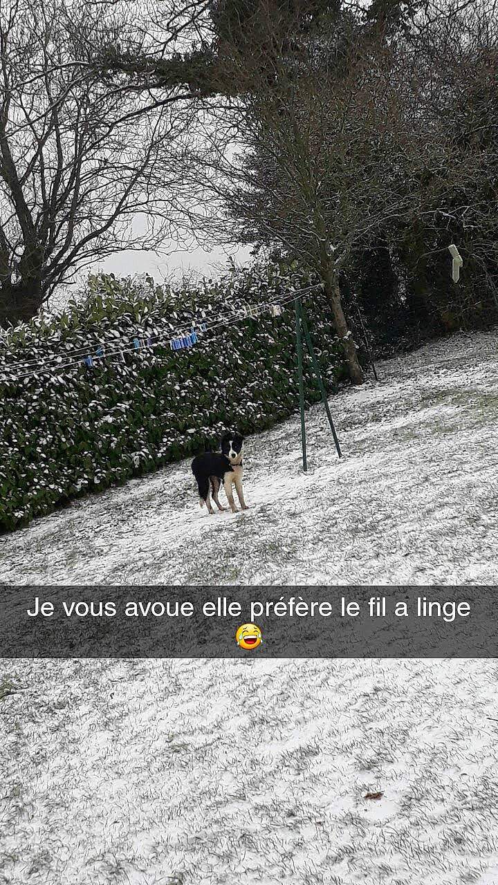 Nolly participe au concours pour gagner de l'argent avec cette photo : branch, canidae, carnivore, companion_dog, dog, dog_breed, hunting_dog, snow, sporting_group, tail, woodland, working_dog