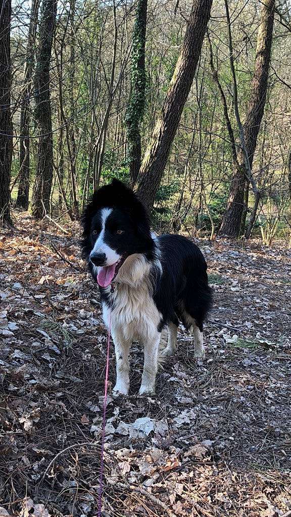 Nolly participe au concours pour gagner de l'argent avec cette photo : border_collie, canidae, carnivore, companion_dog, deciduous, dog, dog_breed, forest, fur, gun_dog, herding_dog, hunting_dog, mammal, northern_hardwood_forest, old_growth_forest, snout, sporting_group, tail, trunk, woodland