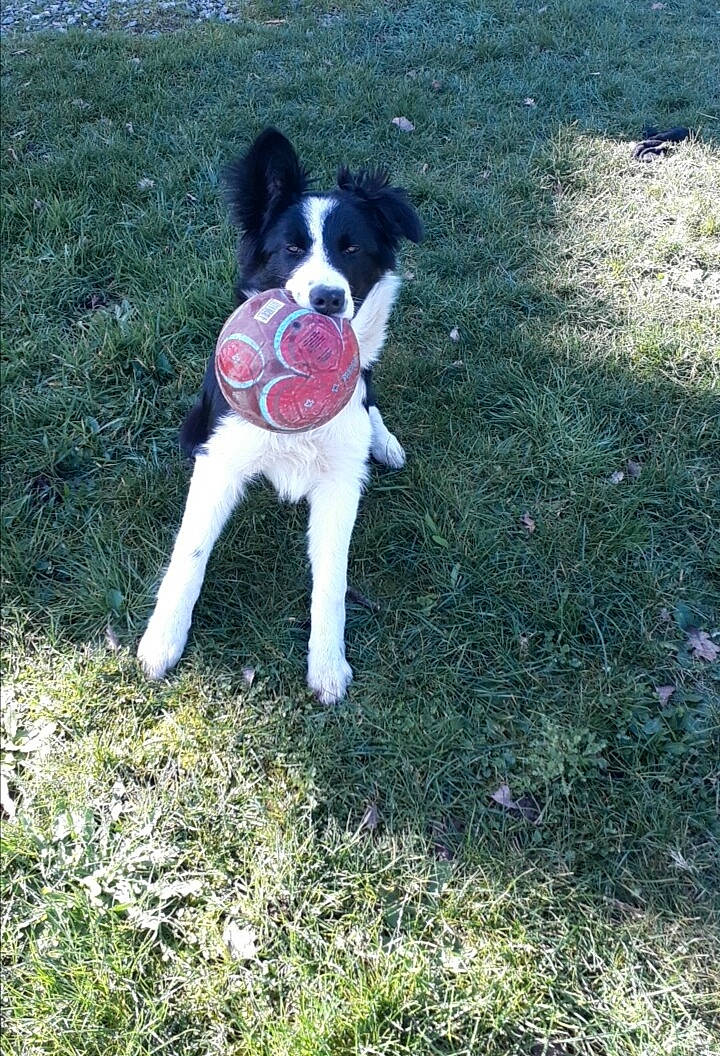 Nolly
