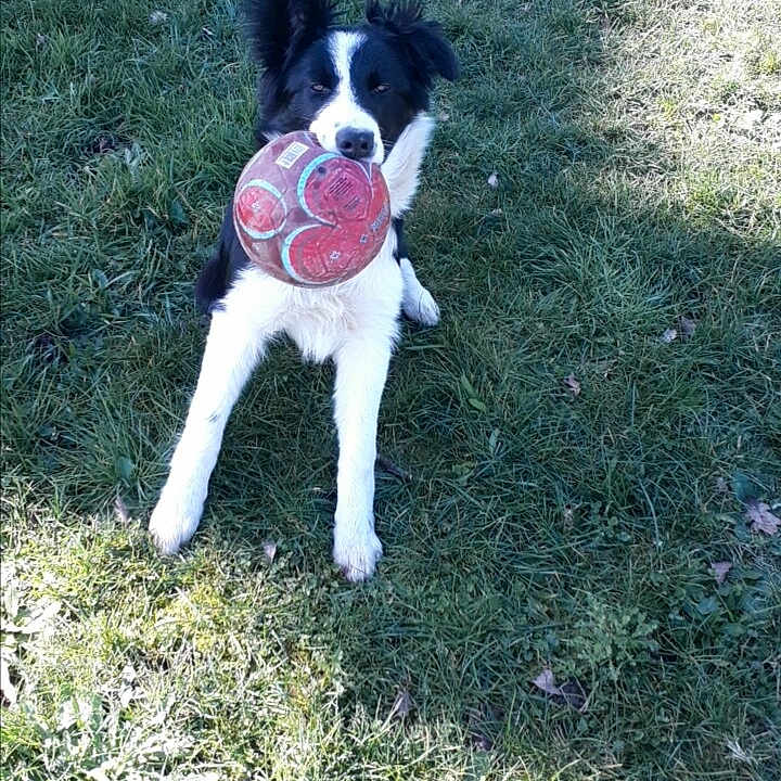 Nolly