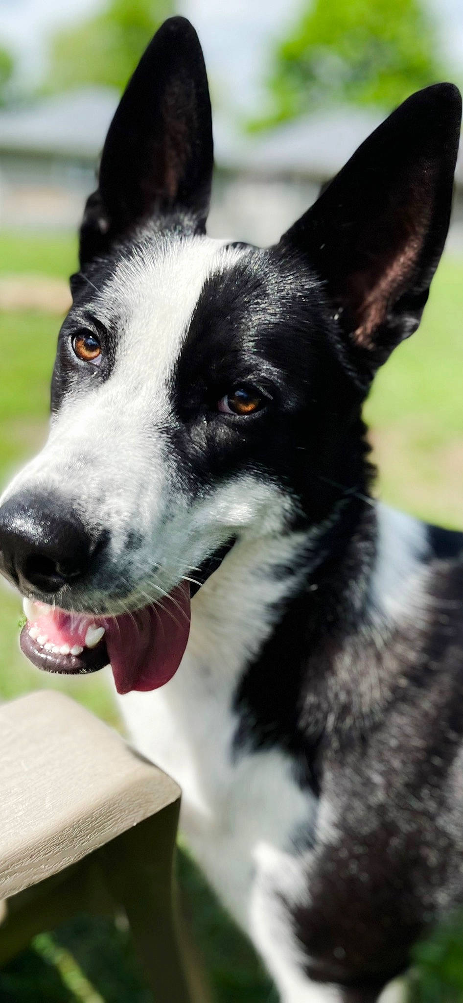 Mason joined the competition — help win amazing prizes! ancient_dog_breeds, canidae, carnivore, collar, companion_dog, dog, dog_breed, dog_collar, fur, herding_dog, non_sporting_group, plant, snout, sporting_group, terrestrial_animal, whiskers, working_animal, working_dog