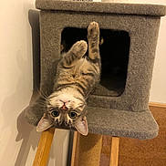 Thalie a rejoint le concours — aidez-le/la à gagner de superbes lots ! animal, bowl, cat, cat_tree, climbing, cozy, curious, ears, eyes, feline, fur, home, indoor, pet, playful, resting, tabby_cat, upside_down, whiskers, wood