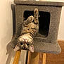animal, bowl, cat, cat_tree, climbing, cozy, curious, ears, eyes, feline, fur, home, indoor, pet, playful, resting, tabby_cat, upside_down, whiskers, wood
