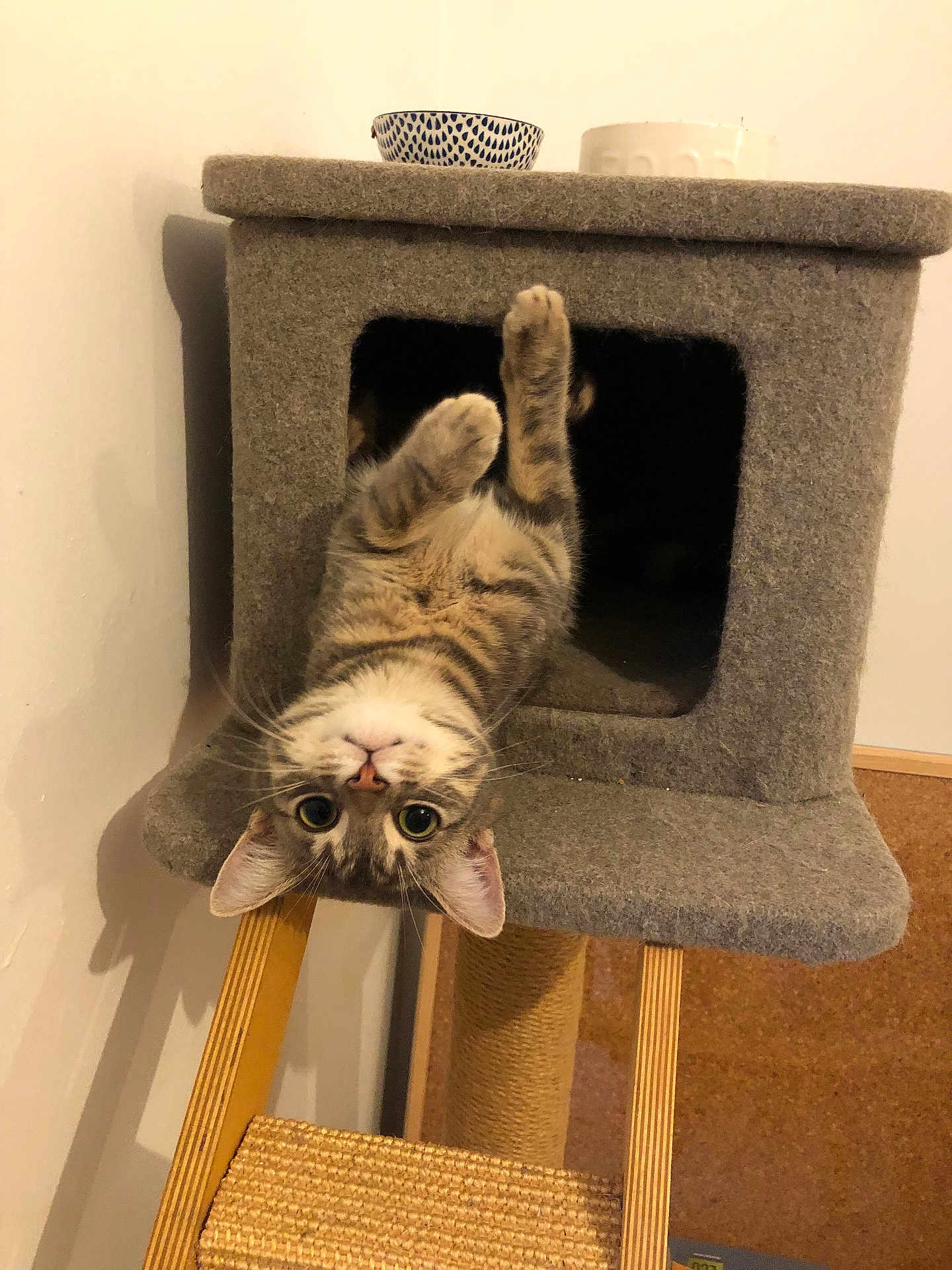 Thalie a rejoint le concours — aidez-le/la à gagner de superbes lots ! animal, bowl, cat, cat_tree, climbing, cozy, curious, ears, eyes, feline, fur, home, indoor, pet, playful, resting, tabby_cat, upside_down, whiskers, wood