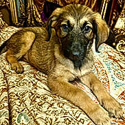 Madison Aka Maddie is registered to the contest to win money with this photo: puppy, dog, pet, animal, lying_down, bedspread, patterned, fur, ears, cute, indoors, resting, canine, young, adorable, portrait, fur_texture, paw, looking, comfort