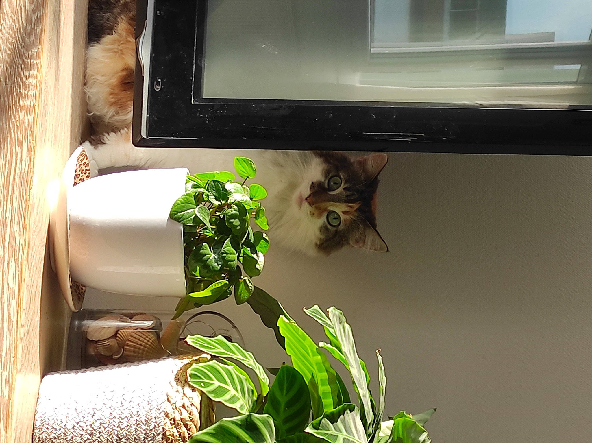 Minette participe au concours pour gagner de l'argent avec cette photo : carnivore, cat, comfort, display_device, felidae, grass, green, herb, output_device, pet_supply, plant, rectangle, room, small_to_medium_sized_cats, tail, television_set, tints_and_shades, whiskers, window, wood