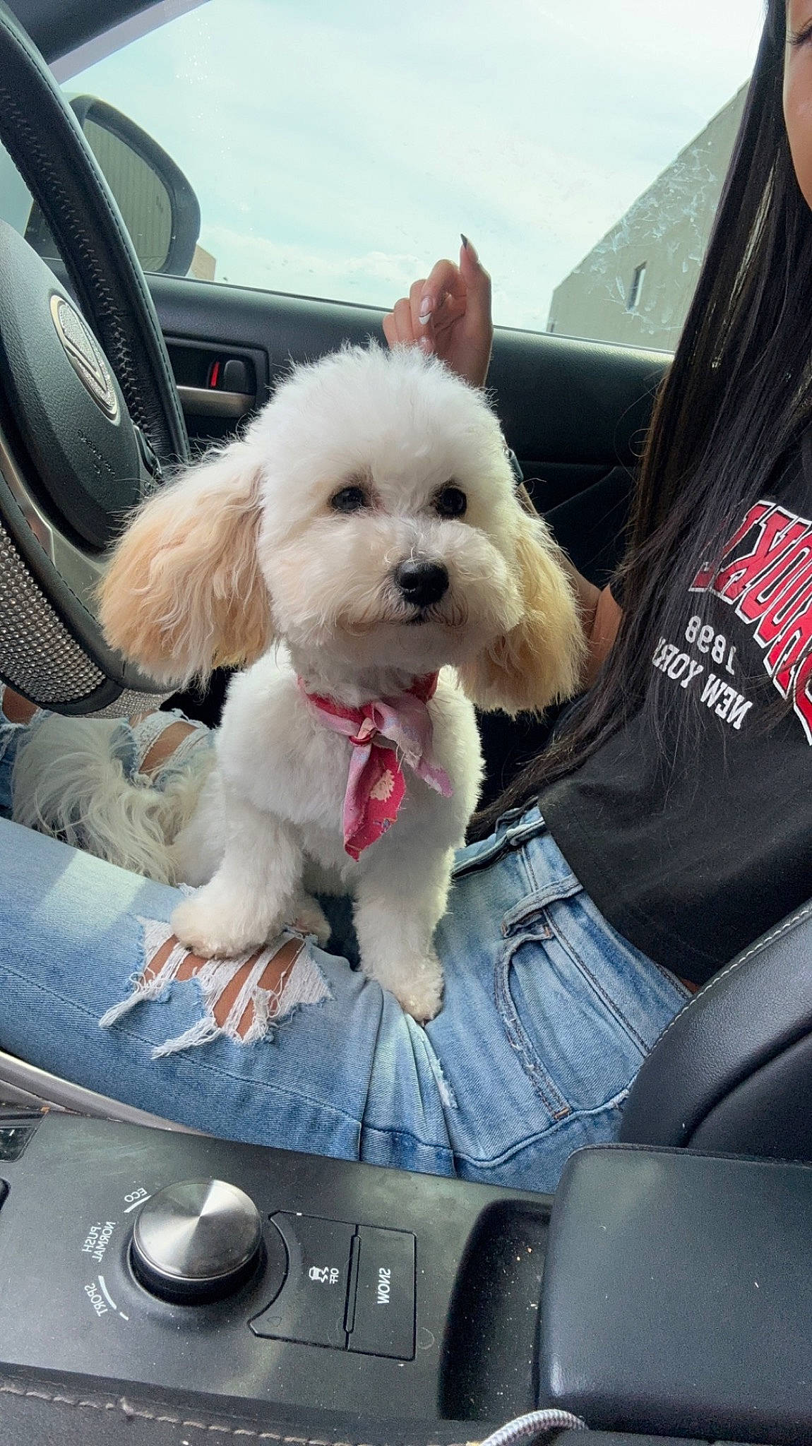 Luluu joined the competition — help win amazing prizes! auto_part, canidae, car, car_seat, car_seat_cover, carnivore, comfort, companion_dog, dog, dog_breed, eyewear, family_car, fur, luxury_vehicle, motor_vehicle, personal_luxury_car, sporting_group, toy_dog, vehicle, vehicle_door