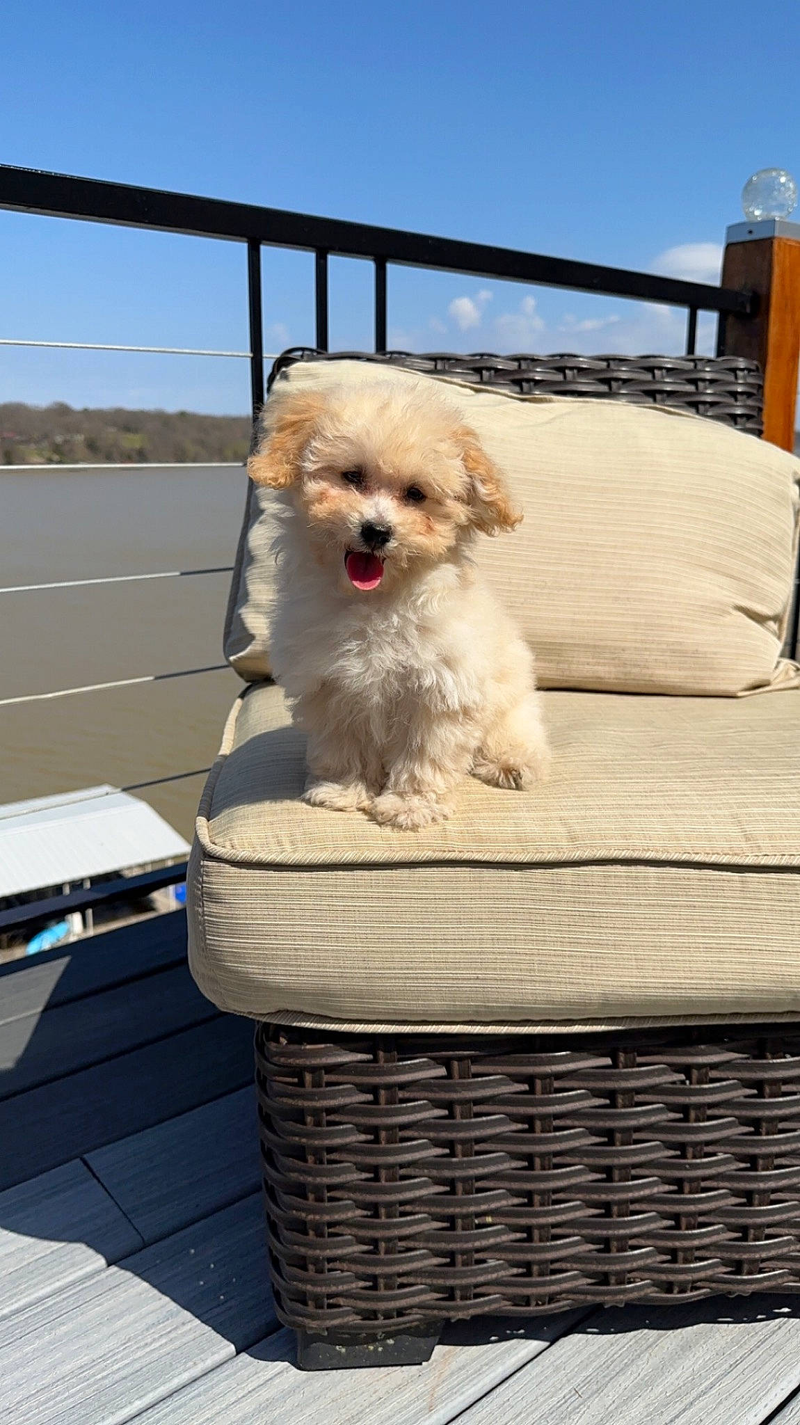 Luluu joined the competition — help win amazing prizes! basket, carnivore, chair, cloud, companion_dog, dog, dog_breed, fawn, fur, home_accessories, outdoor_furniture, picnic_basket, poodle_crossbreed, sitting, sky, sporting_group, storage_basket, toy_dog, wicker, wood