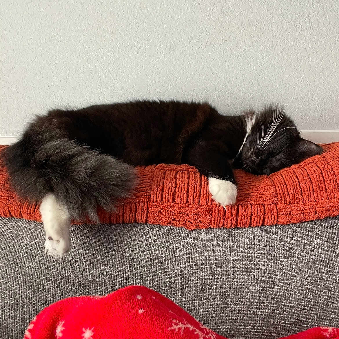 Milo joined the competition — help win amazing prizes! animal, architecture, bed, blanket, building, canine, cat, couch, cushion, furniture, homedecor, indoors, kitten, livingroom, manx, person, pet, quilt, room, sleeping
