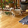 animal, blanket, curious, dog, ears, flooring, furniture, green_leaves, home, indoor, natural_light, pet, plant, potted_plant, puppy, small_dog, standing, tail, white, wooden_floor