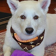 Kyoshi joined the competition — help win amazing prizes! animal, bandana, brown_eyes, closeup, cute, dog, domestic_animal, ears, floor, fur, furniture, indoor, laying_down, looking_at_camera, nose, pet, portrait, purple_slipper, rug, white_dog