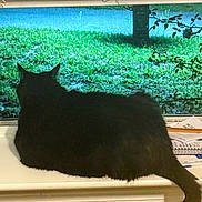 Minnie is registered to the contest to win money with this photo: cat, black_cat, windowsill, window, grass, tree, branches, blind, indoor, animal, pet, feline, tail, fur, resting, looking_out, nature, daylight, quiet, cozy