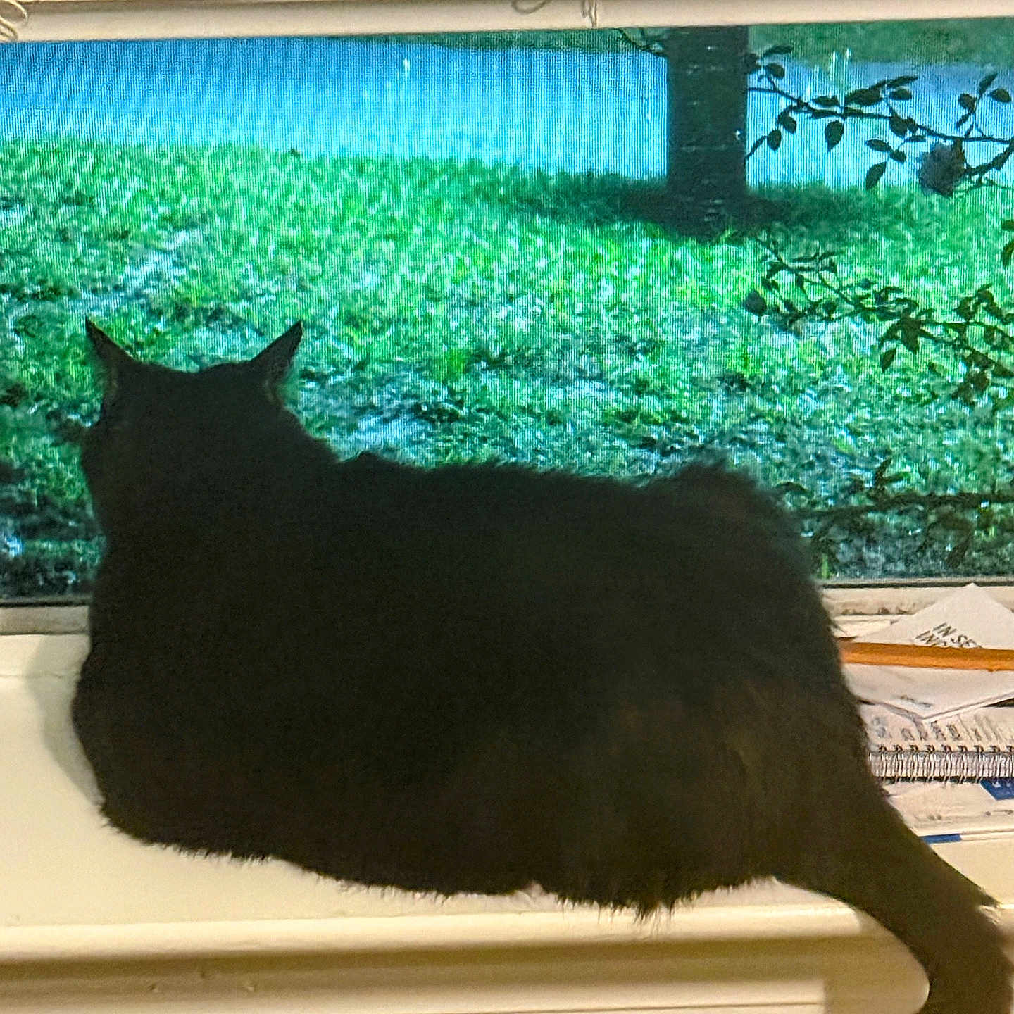 Minnie is registered to the contest to win money with this photo: animal, black_cat, blind, branches, cat, cozy, daylight, feline, fur, grass, indoor, looking_out, nature, pet, quiet, resting, tail, tree, window, windowsill
