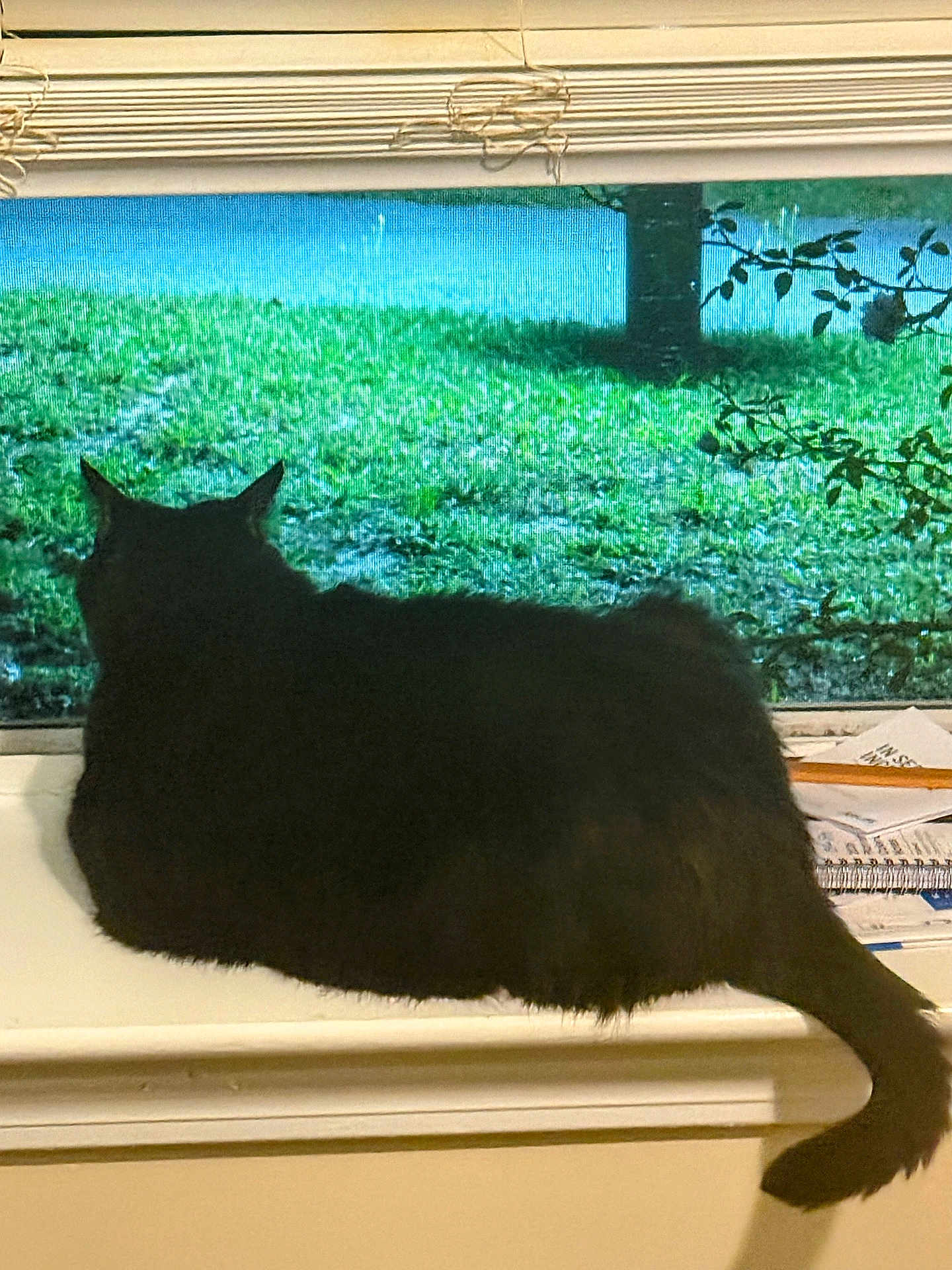 Minnie is registered to the contest to win money with this photo: cat, black_cat, windowsill, window, grass, tree, branches, blind, indoor, animal, pet, feline, tail, fur, resting, looking_out, nature, daylight, quiet, cozy
