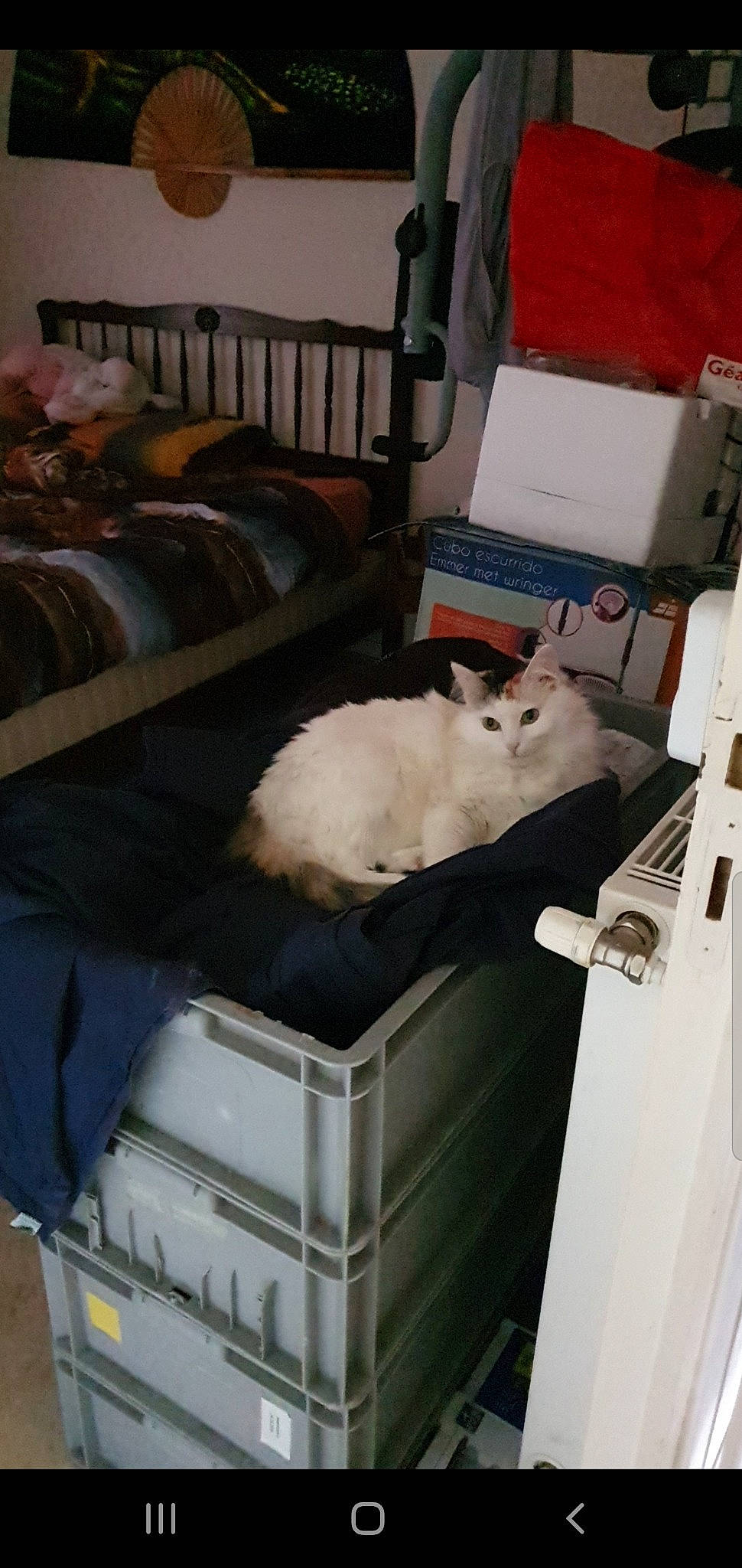 Doudoune a rejoint le concours — aidez-le/la à gagner de superbes lots ! box, carnivore, cat, comfort, companion_dog, couch, duvet, felidae, flooring, fur, hardwood, linens, photocopier, pillow, room, shipping_box, small_to_medium_sized_cats, tail, whiskers, wood