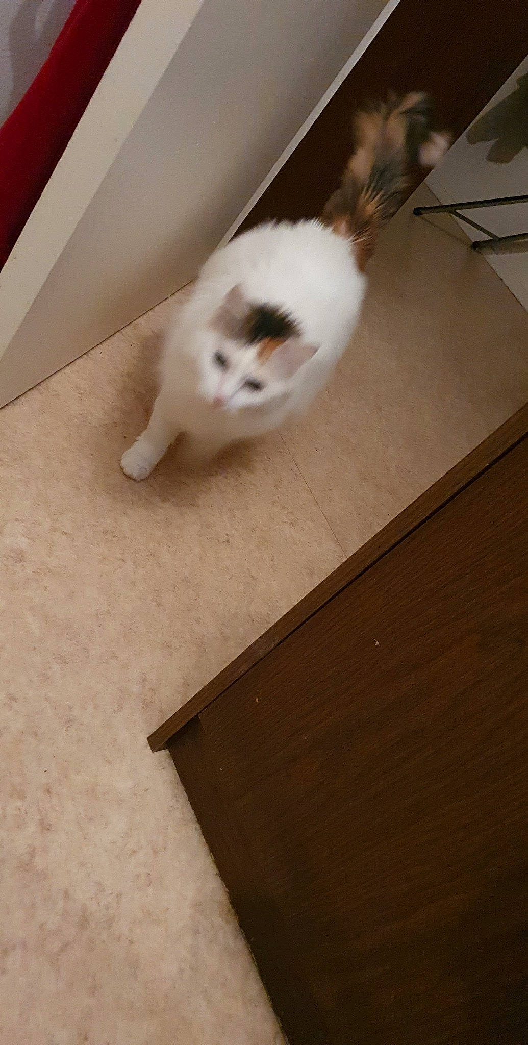 Doudoune participe au concours pour gagner de l'argent avec cette photo : box, carnivore, cat, ceiling, domestic_short_haired_cat, fawn, felidae, floor, flooring, fur, hardwood, laminate_flooring, paw, plywood, room, small_to_medium_sized_cats, tail, whiskers, wood, wood_stain