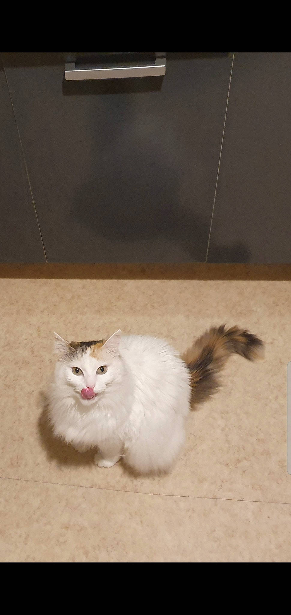 Doudoune a rejoint le concours — aidez-le/la à gagner de superbes lots ! british_longhair, carnivore, cat, claw, fawn, felidae, flooring, fur, gas, paw, small_to_medium_sized_cats, snout, tail, terrestrial_animal, whiskers, wood