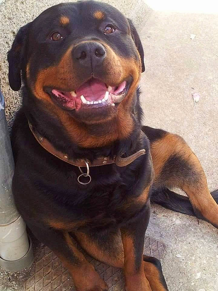 Eby participe au concours pour gagner de l'argent avec cette photo : borador, canidae, carnivore, collar, companion_dog, dog, dog_breed, dog_collar, fawn, fur, guard_dog, hunting_dog, liver, rottweiler, snout, sporting_group, terrestrial_animal, whiskers, working_animal, working_dog