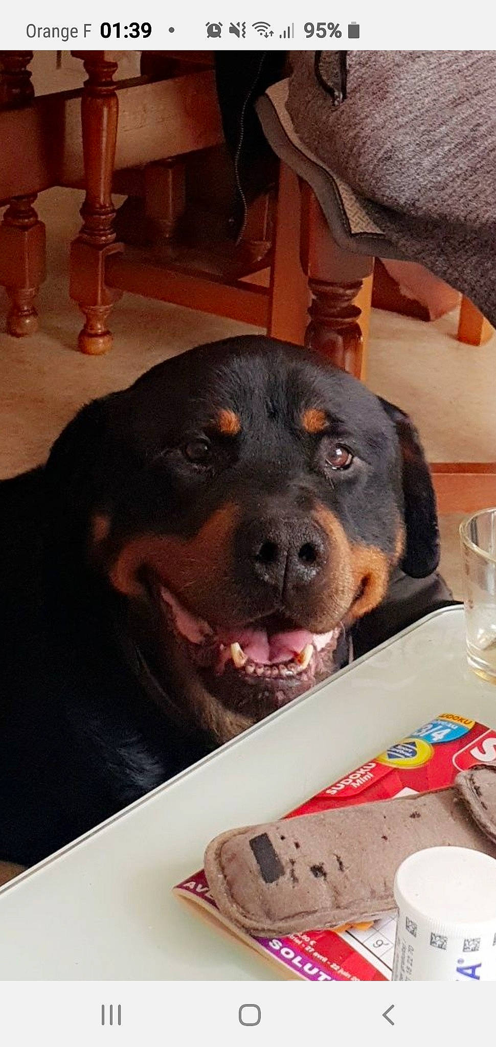 Eby participe au concours pour gagner de l'argent avec cette photo : canidae, carnivore, companion_dog, cup, dog, dog_breed, fur, guard_dog, hunting_dog, plate, rottweiler, serveware, snout, sporting_group, table, tableware, whiskers, working_animal, working_dog