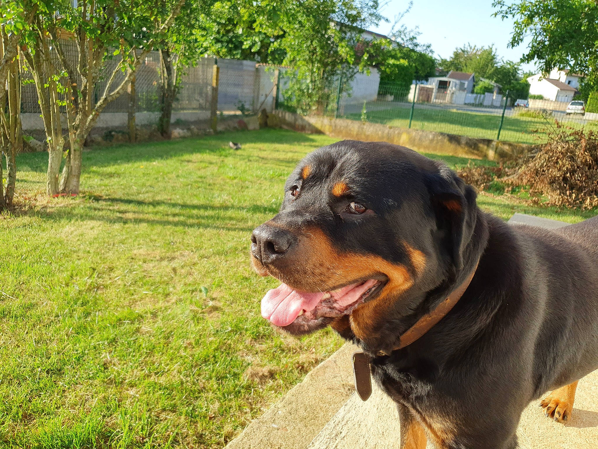 Eby a rejoint le concours — aidez-le/la à gagner de superbes lots ! canidae, carnivore, collar, companion_dog, dog, dog_breed, fawn, grass, guard_dog, landscape, plant, rottweiler, sky, snout, sporting_group, tree, whiskers, window, working_animal, working_dog